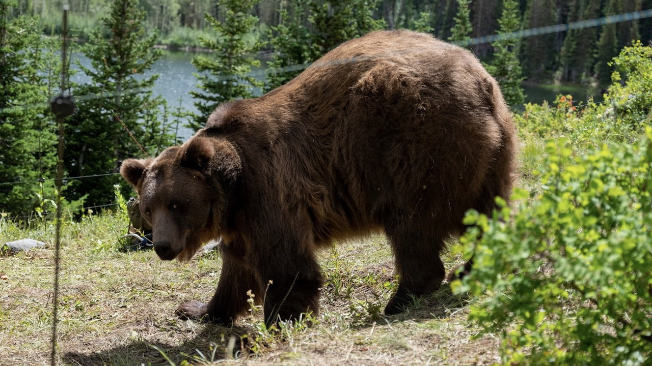 Grizzly Night