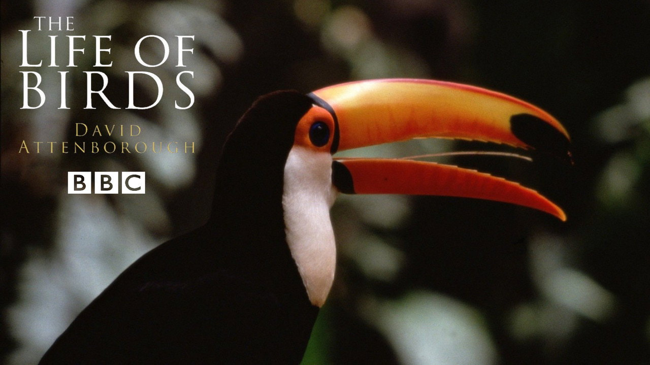 The Life of Birds