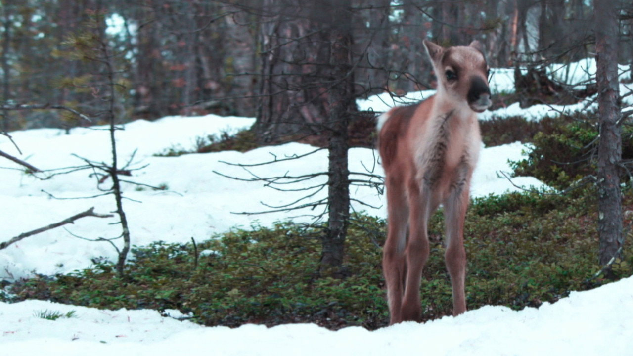 A Reindeer's Journey
